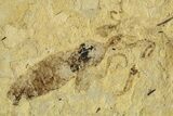 Detailed Fossil March Fly (Bibionidae) - France #290207-1